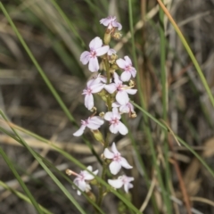 Stylidium sp. at Molonglo Valley, ACT - 21 Oct 2021