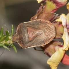 Dictyotus caenosus (Brown Shield Bug) at Black Mountain - 20 Oct 2021 by AlisonMilton