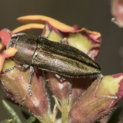 Melobasis propinqua (Propinqua jewel beetle) at Molonglo Valley, ACT - 20 Oct 2021 by AlisonMilton