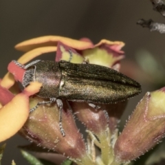 Melobasis propinqua at Molonglo Valley, ACT - 21 Oct 2021 09:25 AM