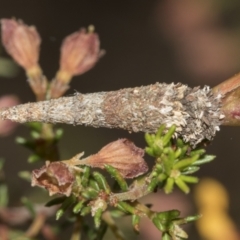 Lepidoscia (genus) IMMATURE (Unidentified Cone Case Moth larva, pupa, or case) at Black Mountain - 20 Oct 2021 by AlisonMilton