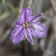 Thysanotus patersonii (Twining Fringe Lily) at Black Mountain - 20 Oct 2021 by AlisonMilton
