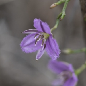 Thysanotus patersonii at Molonglo Valley, ACT - 21 Oct 2021