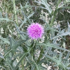 Cirsium vulgare (Spear Thistle) at Ventnor, VIC - 15 Dec 2021 by Tapirlord