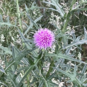 Cirsium vulgare at Ventnor, VIC - 15 Dec 2021