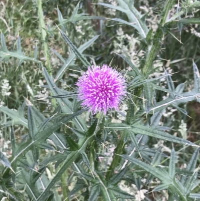 Cirsium vulgare (Spear Thistle) at Ventnor, VIC - 14 Dec 2021 by Tapirlord