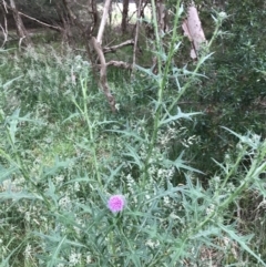 Cirsium vulgare at Ventnor, VIC - 15 Dec 2021 10:11 AM