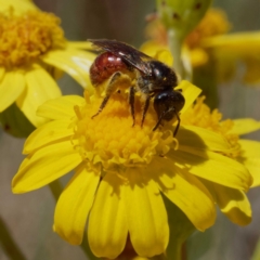 Lasioglossum (Parasphecodes) sp. (genus & subgenus) (Halictid bee) at Namadgi National Park - 21 Dec 2021 by DPRees125