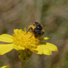 Lasioglossum (Parasphecodes) sp. (genus & subgenus) at Cotter River, ACT - 21 Dec 2021