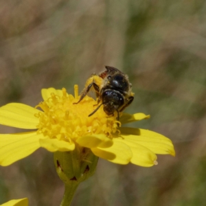 Lasioglossum (Parasphecodes) sp. (genus & subgenus) at Cotter River, ACT - 21 Dec 2021 12:41 PM