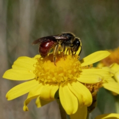 Lasioglossum (Parasphecodes) sp. (genus & subgenus) at Cotter River, ACT - 21 Dec 2021 12:41 PM