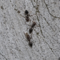 Crematogaster sp. (genus) (Acrobat ant, Cocktail ant) at Molonglo Valley, ACT - 20 Oct 2021 by AlisonMilton