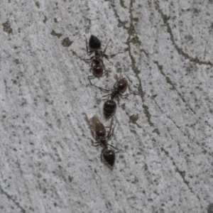 Crematogaster sp. (genus) at Molonglo Valley, ACT - 21 Oct 2021