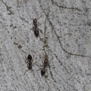 Crematogaster sp. (genus) at Molonglo Valley, ACT - 21 Oct 2021