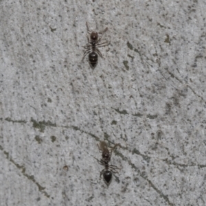 Crematogaster sp. (genus) at Molonglo Valley, ACT - 21 Oct 2021