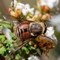 Tabanidae (family) (Unidentified march or horse fly) at Uriarra, NSW - 20 Dec 2021 by DPRees125