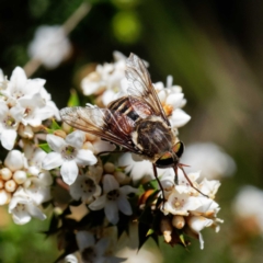 Tabanidae (family) at Uriarra, NSW - 21 Dec 2021