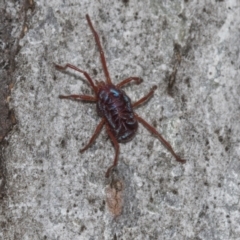 Rainbowia sp. (genus) (A mite) at Molonglo Valley, ACT - 20 Oct 2021 by AlisonMilton