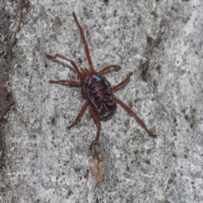 Rainbowia sp. (genus) (A mite) at Molonglo Valley, ACT - 21 Oct 2021 by AlisonMilton