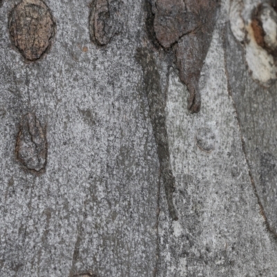 Conoeca guildingi (A case moth) at Black Mountain - 20 Oct 2021 by AlisonMilton