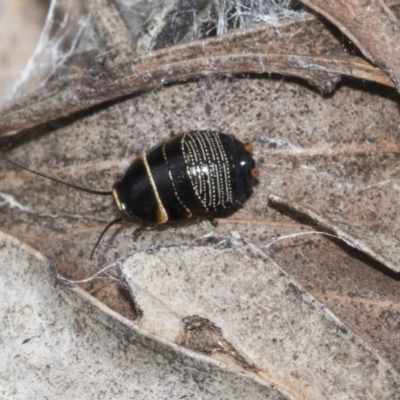 Ellipsidion australe (Austral Ellipsidion cockroach) at Black Mountain - 20 Oct 2021 by AlisonMilton