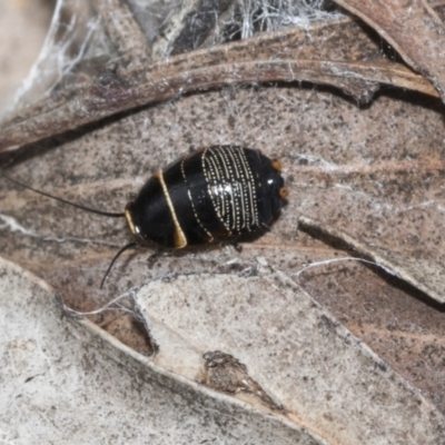 Ellipsidion australe (Austral Ellipsidion cockroach) at Molonglo Valley, ACT - 20 Oct 2021 by AlisonMilton