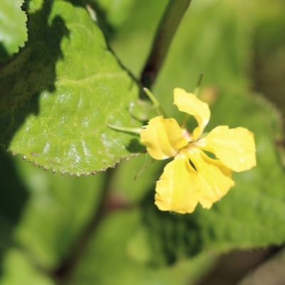 Goodenia ovata (Hop Goodenia) at East Boyd State Forest - 20 Dec 2021 by KylieWaldon