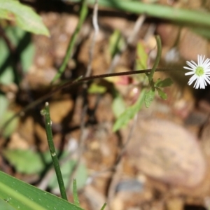 Lagenophora sp. at Narrabarba, NSW - 21 Dec 2021