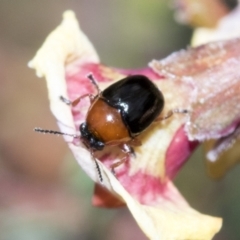 Ditropidus sp. (genus) (Leaf beetle) at Molonglo Valley, ACT - 20 Oct 2021 by AlisonMilton
