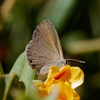 Nacaduba biocellata (Two-spotted Line-Blue) at Namadgi National Park - 21 Dec 2021 by DPRees125