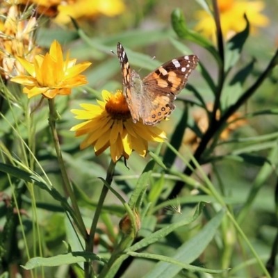 Vanessa kershawi (Australian Painted Lady) at Narrabarba, NSW - 20 Dec 2021 by KylieWaldon