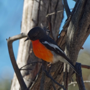 Petroica phoenicea at Cotter River, ACT - 21 Dec 2021 04:03 PM