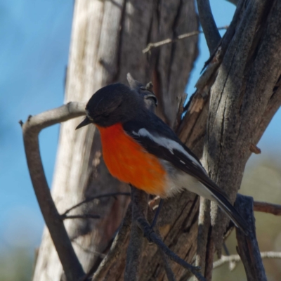 Petroica phoenicea (Flame Robin) at Namadgi National Park - 21 Dec 2021 by DPRees125