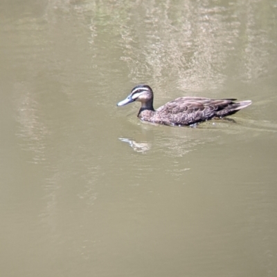 Anas superciliosa (Pacific Black Duck) at Wellington, NSW - 23 Dec 2021 by Darcy