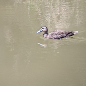 Anas superciliosa (Pacific Black Duck) at Wellington, NSW by Darcy