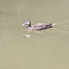 Anas superciliosa at Wellington, NSW - 23 Dec 2021 12:19 PM