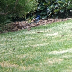 Malurus cyaneus (Superb Fairywren) at Dubbo, NSW - 23 Dec 2021 by Darcy