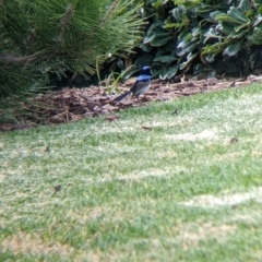 Malurus cyaneus at Dubbo, NSW - 23 Dec 2021