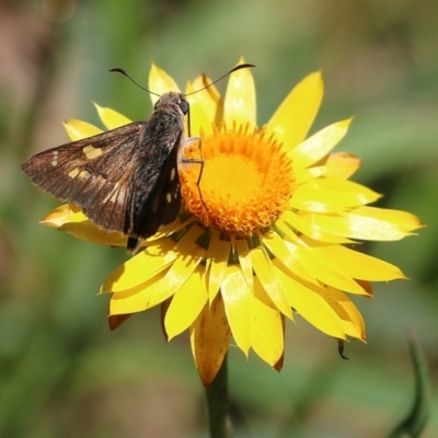 Hesperilla donnysa (Varied Sedge-skipper) at Narrabarba, NSW - 21 Dec 2021 by KylieWaldon