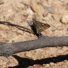 Hesperilla donnysa at Narrabarba, NSW - suppressed