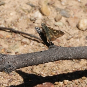 Hesperilla donnysa at Narrabarba, NSW - 21 Dec 2021