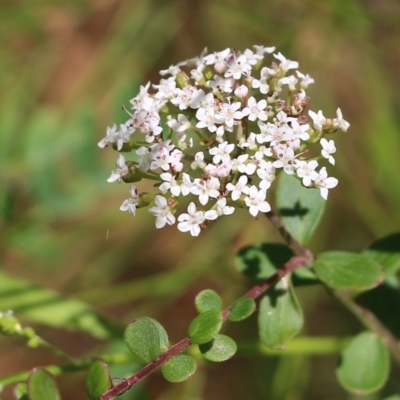 Platysace lanceolata (Shrubby Platysace) at Narrabarba, NSW - 21 Dec 2021 by KylieWaldon