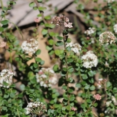 Platysace lanceolata at Narrabarba, NSW - 21 Dec 2021