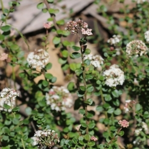 Platysace lanceolata at Narrabarba, NSW - 21 Dec 2021