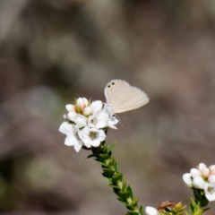 Nacaduba biocellata (Two-spotted Line-Blue) at Namadgi National Park - 21 Dec 2021 by DPRees125