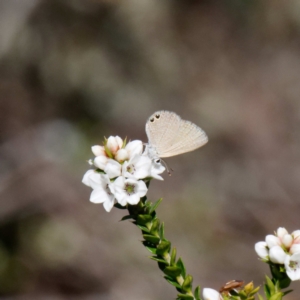 Nacaduba biocellata at Cotter River, ACT - 21 Dec 2021 03:28 PM