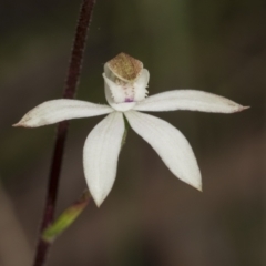Caladenia moschata (Musky Caps) at Point 5204 - 21 Oct 2021 by AlisonMilton