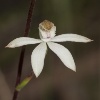 Caladenia moschata (Musky Caps) at Black Mountain - 20 Oct 2021 by AlisonMilton