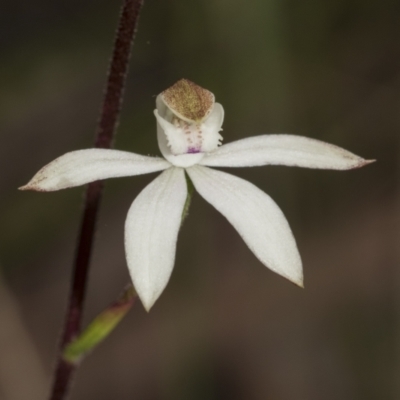 Caladenia moschata (Musky Caps) at Point 5204 - 21 Oct 2021 by AlisonMilton