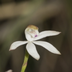 Caladenia moschata at Point 5204 - 21 Oct 2021